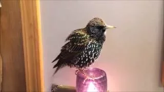 European Starling mimics words ("Talking" Starling)