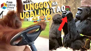 15 MATALINONG UNGGOY NA NAKUNAN NG VIDEO | Smart Monkeys Compilation Caught on Tape