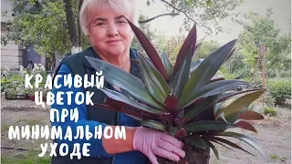 ТРАДЕСКАНЦИЯ - ЦВЕТОК НЕ ТРЕБУЮЩИЙ ОСОБОГО УХОДА. Мои цветы. Мой опыт.