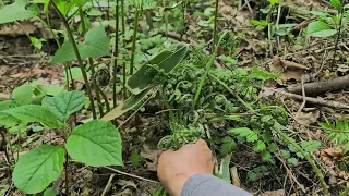 대관령 아짐 고비산행(아까비 늦어 버렸네~~~ 참고비, 국고비, 풀고비, 팥고비,나물취, 참나물, 곰취(평창)야생화