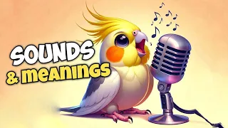 Cockatiel sounds & meanings ♪