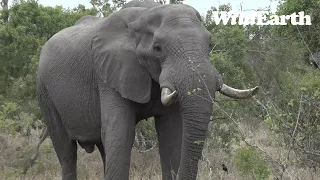 WildEarth - Sunrise  Safari - 17 Oct 2022