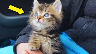 Kitten Rescued from Streets Finds Unyielding Comfort in Woman's Arms and she...