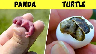 Here’s What Newborn Animals Look Like