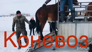 СКОТОВОЗ:::КОНЕВОЗ.