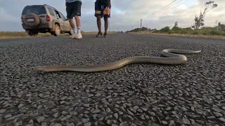 Spotted brown snake|Dugite (Pseudonaja affinis)