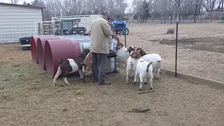 Feeding our boer goat does at Mulberry Creek Farm