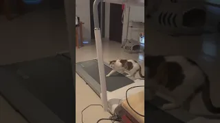 A cat see a treadmill first🤣🤣