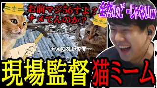 建築業界の猫ミームを見て爆笑するゆゆうた【2024/03/01】