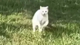 A sick cat shows up at grandma's door. Her response was perfect.