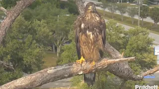 SWFL Eagles 5-1-24.  Adorable Moments with E23 in the Nest Tree; Evening Pond Visit!