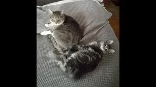 Duo de chats -  Rossini