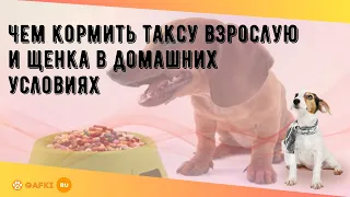 Чем кормить таксу взрослую и щенка в домашних условиях