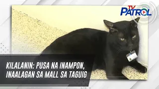 KILALANIN: Pusa na inampon, inaalagan sa mall sa Taguig | TV Patrol