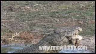 Crocodile eating turtle.