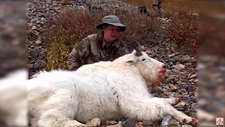 British Columbia Mountain Goat