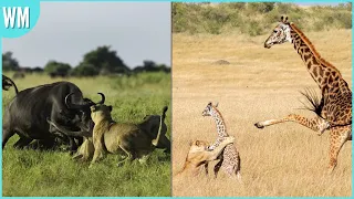 When Mother Animals Protect Their Babies From Predators