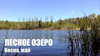 Релакс: Лесное озеро. Весна, май