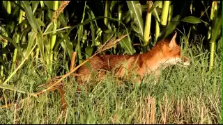 Niedersachsens schlaue Füchse: Fuchs auf  Streifzug