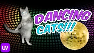 Funny Cats Dancing To Music - 🔥 CAT LOVERS ONLY!!! 🔥 Dancing Cat Compilation