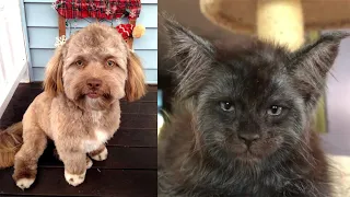 The Cats and Dogs with a Human Face | The animals with a human face
