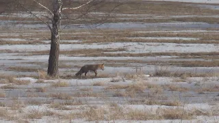 Охота на лис в феврале.Удачное закрытие.