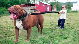 The BIGGEST PITBULL In The World