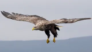 Magnificent White Tailed Eagles of Scotland 🦅| Scotland 🌎 🏴󠁧󠁢󠁳󠁣󠁴󠁿 | Wild Travel | Robert E Fuller
