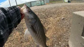 Striper Fishing California Aqueduct|CA Aqueduct Striper 2024