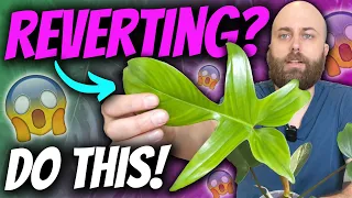 Is Your Variegated Plant Reverting? Try This! | Philodendron Florida Beauty & More
