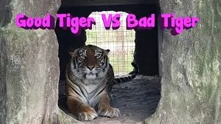 Angry Tiger VS Nice Tiger