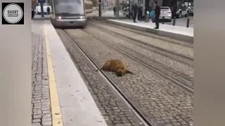 Animal vs Tain   Animals Hit By Train