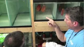 How to Breed Discus Fish - Wetpets & Friends - Video by AmericanReef