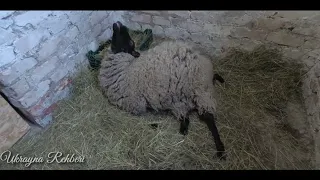 Romanov🐑Koyunumuzun Kuzulama Anı ( ikiz )🧿 lambing - Birth of Romanov lamb ( twins  ) ᴴᴰ