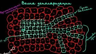 Распространение волн деполяризации в сердце