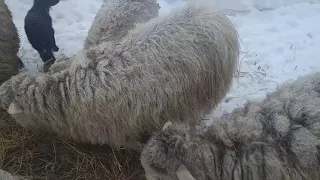 Пополнение.Метисы эльдибаевской и романовских овец.mestizo edilbaevskiy and romanovskiy sheep