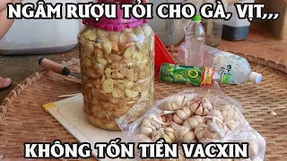 CÁCH NGÂM RƯỢU TỎI CHO GÀ, VỊT GIÚP KHÔNG TỐN TIỀN VACXIN