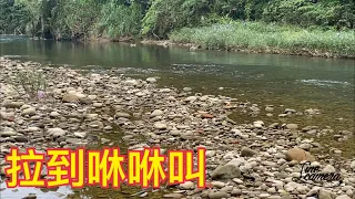 Creek fishing in Taiwan竿竿落水咬閉著眼睛數到三就起魚