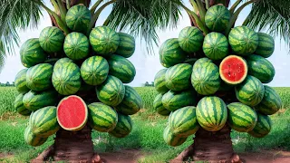 How to reproducing coconuts with watermelons fruit to obtain two fruits on the same tree