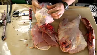 Wild Turkey Butchering