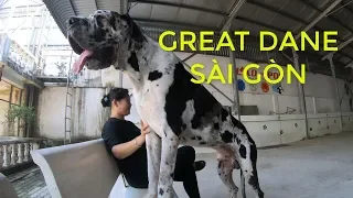 GREAT DANE SÀI GÒN GIỐNG CHÓ KHỔNG LỒ GREAT DANE VIỆT NAM|GREATDANES VN