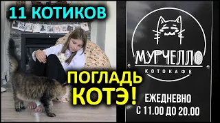 Погладь котэ! Гладим 11 котиков в котокафе Мурчелло.