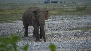 Elephant in Mechi river bed