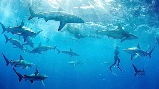 Top 10 Most Shark Infested Beaches In The World