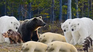 Grizzly Bears Catching Salmon  Nature's Great Events  BBC Earth | New Video.