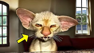 Woman Took In a Strange Kitten With Big Ears - 3 Months Later, Something Unexpected Happened!