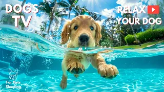 Soothing Music for Dog to Calm Down, Relax & Sleep | Dog Music Therapy Calming Aid for Relaxation 1