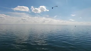 When Seagulls get mad at your drone and swarm it!