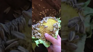 Saving Sunflower Seeds