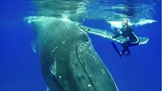 Whale Won't Let Go of Diver Until She Sees Why